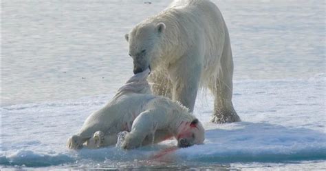 Datos Sobre Los Osos Polares Cuanto Viven Los Animales Kulturaupice