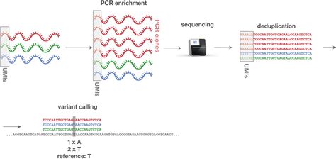 How Can Unique Molecular Identifiers Umis Help To Reduce Quantitative Biases