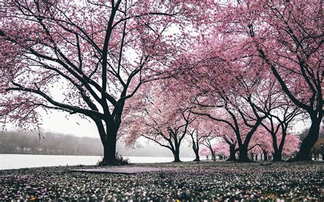 Download Wallpaper 2560x1600 Sakura Trees Flowering Flowers