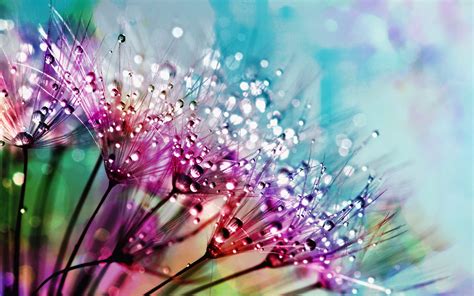 Dandelion Flowers Wallpaper 4k Multicolor Colorful 2070