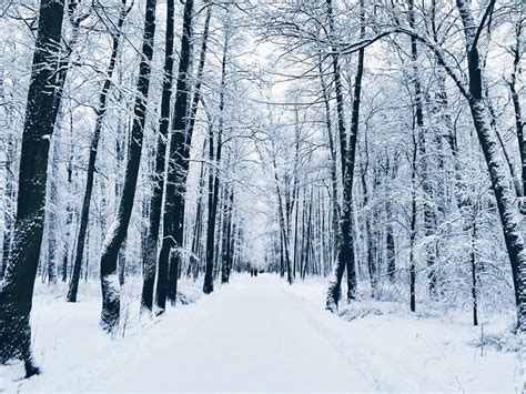 Winter Park Tree Forest Forest Snow Snow Russia Trees Snowy Forestst20