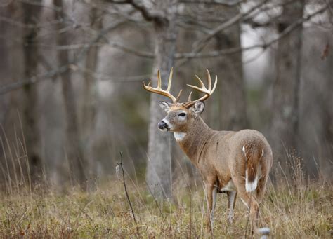 State Animals of the Midwestern United States - The Rainforest Site News