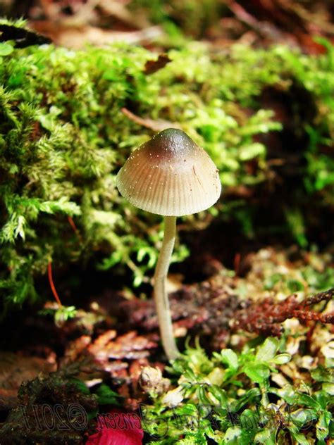 Mushroom Photos Northwest