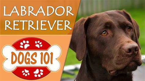 Dogs 101 Labrador Retriever Top Dog Facts About Lab Breeds Youtube