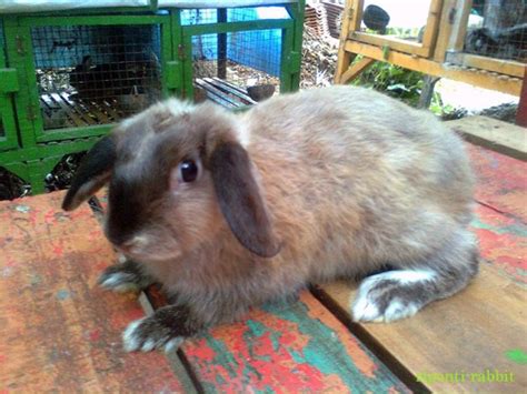 Kelinci Holland Lop Siam Sable Kelinci Perkelincian Rabbit Rabbitry