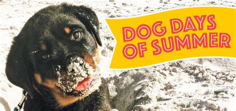Check spelling or type a new query. Everything To Get You And Your Dog Ready For Fun In The ...