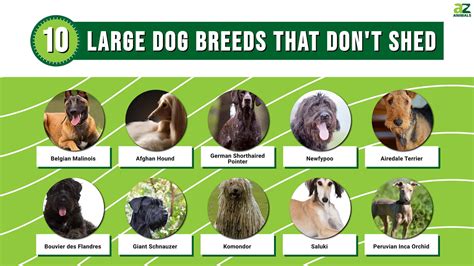 10 Large Dogs That Dont Shed A Z Animals