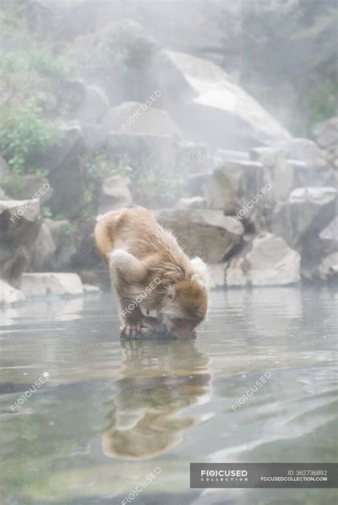 Cute Monkey Taking Bath In Pond — Forest Specie Stock Photo 362736892