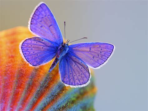 Wnp Wallpapers And Pictures Beautiful And Colorful Butterfly