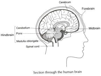 The central nervous system or cns include the brain and spinal cord. Nervous System Diagram Head : 6 nervous system diagrams : Biological Science Picture ...