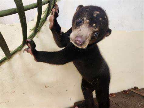 A Bear Y Good Rescue Bornean Sun Bear Cub Tenom Avoids Life As A Pet