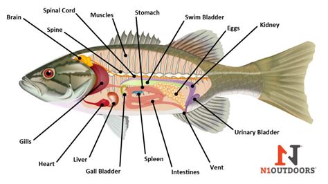 Fish Anatomy Internal And External Diagrams N1 Outdoors