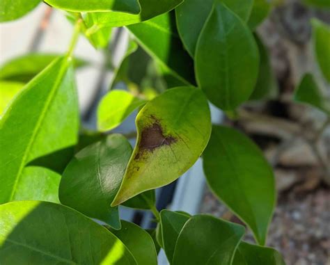 Bonsai Ficus Tem Manchas Marrons Nas Folhas Como Fa O Para Diagnosticar E Curar Answacode