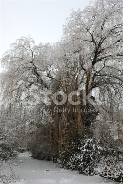 Maybe you would like to learn more about one of these? Weeping Willow IN Winter Stock Photos - FreeImages.com