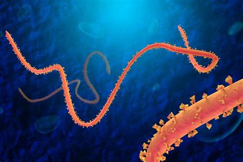 Aug 18, 2020 · by six months the number of cases exceeded 10 million and there were more than 500,000 deaths. Mengenal Sejarah Virus Ebola Halaman all - Kompas.com
