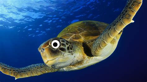 The Ultimate Sea Turtle Quiz Turtle Trivia Quiz