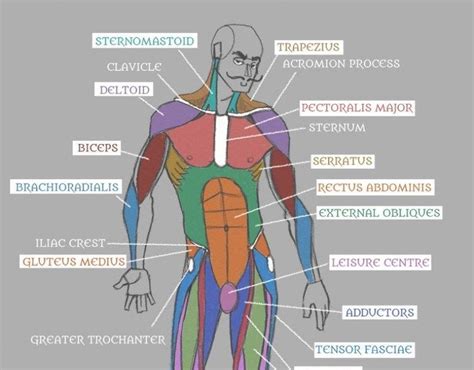 Diagram Of Male Body Parts Organs Humano Partes Internos Ilustração