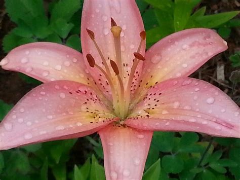Salmon Colored Lily Salmon Color Flowers Plants