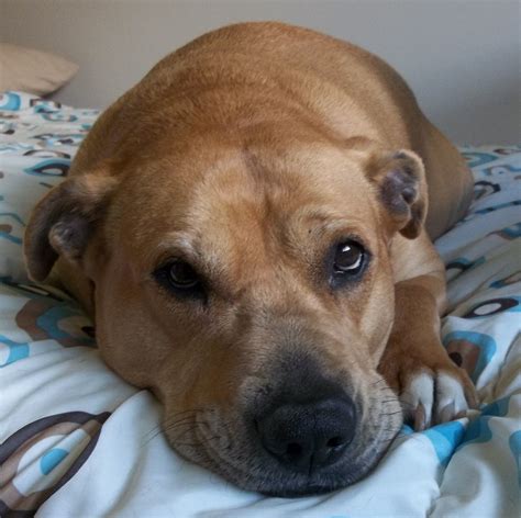 The Dog Blog Labpit Bull Mix From Clarkston Area Needs To Find New Home