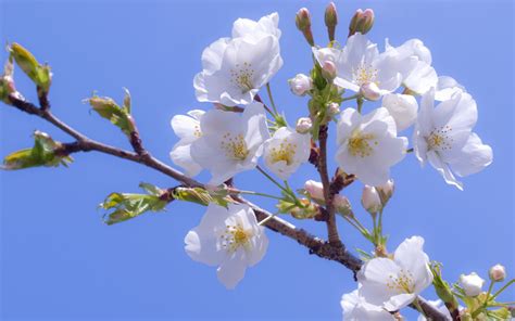 White Sakura Flowers Cherry Blossom White Phone Wallpapers