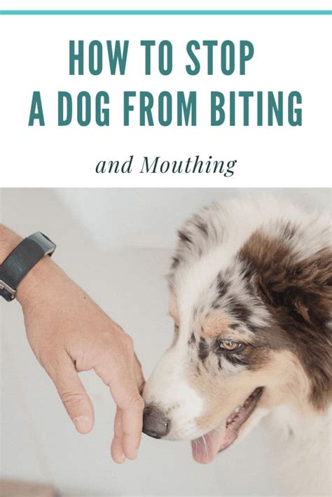 How To Stop A Puppy From Biting And Mouthing A Dog Training Course