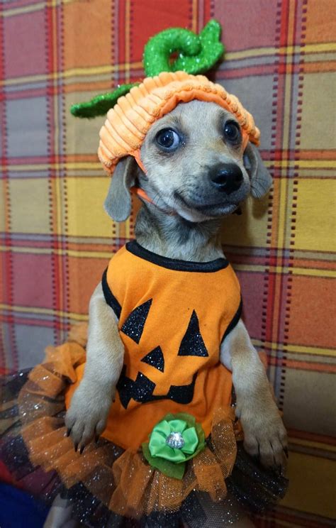 Happy Halloween Cute Animals