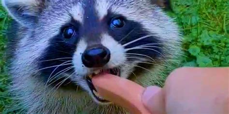 Raccoon Brings Her Baby To Meet Her Human Best Friend Videos The Dodo