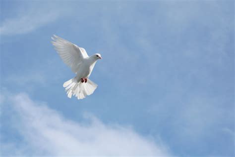 White Dove In Flight Stock Photo Download Image Now Istock