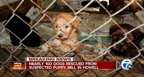 100 Dogs Rescued From Squalid Puppy Mill Life With Dogs