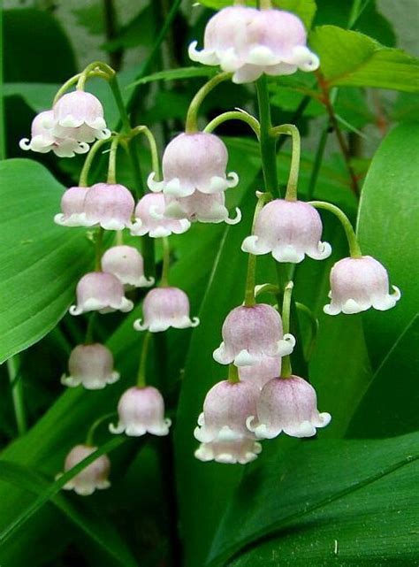 Lily Of The Valley 은방울꽃 야생 꽃 꽃 사진