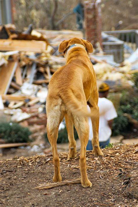 Daily mail, 16 июня 2021. What Do You Do During a Tornado When Your Dog Is Barred ...