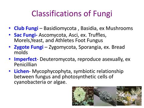 Ppt Archea And Eubacteria Powerpoint Presentation Free Download Id
