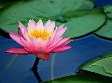 Flower Pink Lotus Flower And Lily Pads 2560x1600