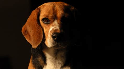To offer a little balance to the many nature shots we tend to provide, here are some bright lights and tall buildings for your desktop. 16 HD Beagle Dog Wallpapers