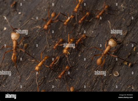 Army Ants Eciton Hamatum In A Raiding Swarm The Soldier Caste Has