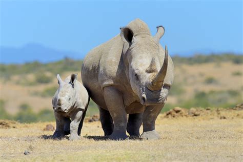 The South African Government Wants To Legalize The Rhino Horn Trade