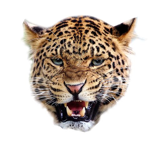 Leopard Png Download Free Png Images