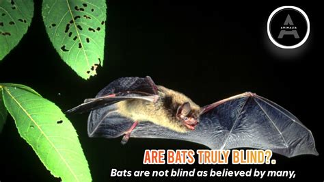 Are Bats Truly Blind Youtube