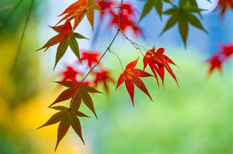 Maple Tree Leaves On Branch In Fall Stock Photo Image Of Accompany