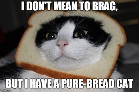 The Pure Bread Cat Imgflip