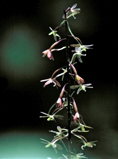 Crane Fly Orchid In The Woodlands Debs Garden Debs Garden Blog