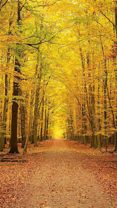 Yellow Autumn Forest Trees Phone Wallpaper Hd Yellow Wallpaper