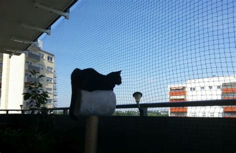 Making Your Balcony Safe For Cats A Field Report Balcony Cats