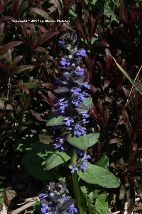 Small Blue Spiky Flowers Please Identify Flowers Forums