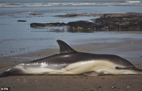 Download More than 100 dolphins die on island beach off West Africa ...