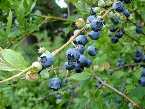 Unripe Blueberry Stock Photos Pictures And Royalty Free Images Istock