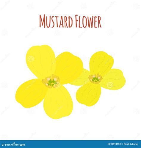 Mustard Flower Organic Condiment Cartoon Flat Style Vector