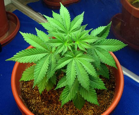 datos básicos para plantar marihuana en casa