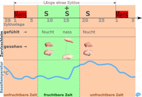 Bei einem zykluscomputer wie dem babycomp zum beispiel sind durchschnittlich 16 bis 18 tage pro. Wann bin ich fruchtbar?
