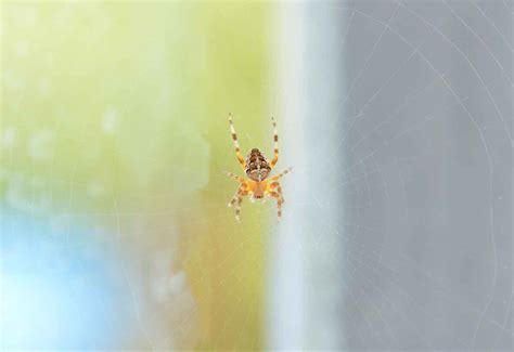 Orb Weaving Spider Control Services In Utah Thorn